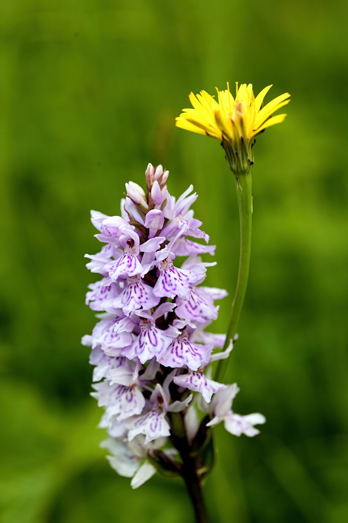 voornes duin tenellaplas Quackjeswater natuur natuurgebied natuurmonumenten hdr duinen Zuid Hollands landschap polder bossen natuurreservaat Natura 2000